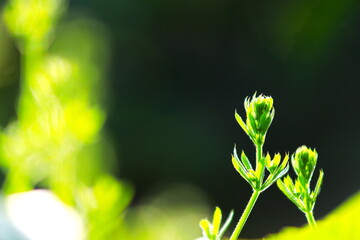 美しい光に浮かび上がる植物