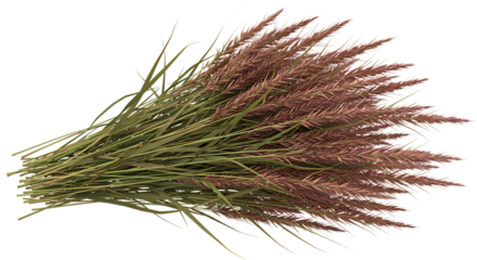 A bundle of dried pampas grass isolated on transparent background