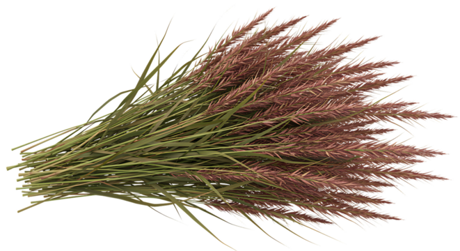 A bundle of dried pampas grass isolated on transparent background