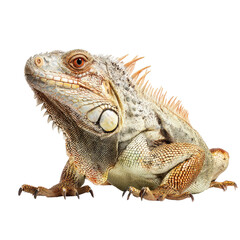 Obraz premium Close-up of a lizard, side view. Scales, tan, gray, reddish hues. Sharp focus