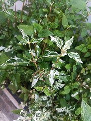Close-Up of Joseph’s Coat Plant with White-Green Foliage
