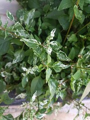 Variegated Calico Plant Growing in Garden