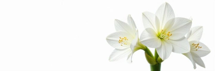 Stunning white amaryllis cluster, isolated on white , serene, bouquet
