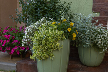 flower pots on the street at the exit from the house
