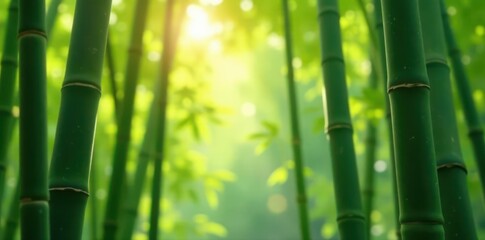 Sunlight dappled through new spring bamboo shoots , Asia, tranquil