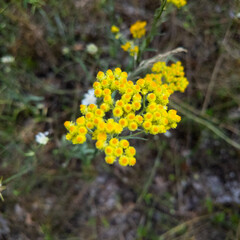 Landscape pine forest and beautiful sky. Field and forest. Clouds in the sky against the background of a pine forest. Natural landscape.