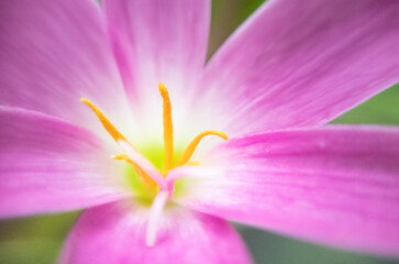 Macro Shot of Pink Flower with Bright Yellow Pollen – Floral Close-Up for Nature, Botany, and Beauty Design
