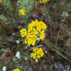 immortelle flower. Yellow flowers of curry plant on field. Healthy herb Italian strawflower growing...