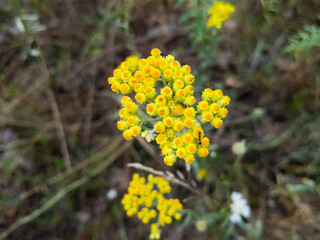 immortelle flower. Yellow flowers of curry plant on field. Healthy herb Italian strawflower growing at summer in rural countryside. Helichrysum italicum.