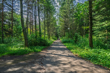 A walking path with lanterns in an old park alley.