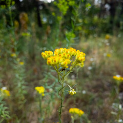 immortelle flower. Yellow flowers of curry plant on field. Healthy herb Italian strawflower growing...