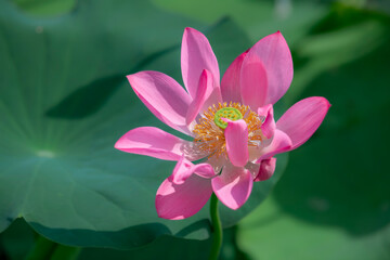 Beautiful blooming pink lotus