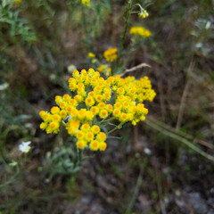 immortelle flower. Yellow flowers of curry plant on field. Healthy herb Italian strawflower growing at summer in rural countryside. Helichrysum italicum.