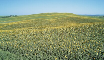 Sunflowers blanket a rolling field under a clear sky