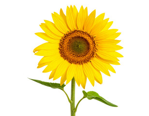 Fototapeta premium Sunflower with Stem and Leaf, Angled View, Transparent Background