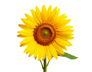 Sunflower with Stem and Leaf, Angled View, Transparent Background