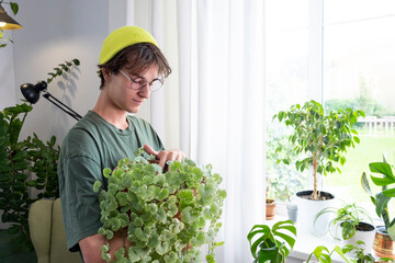 Home plants and the environment A young man is taking care of plants at home. Ampel climbing plant...