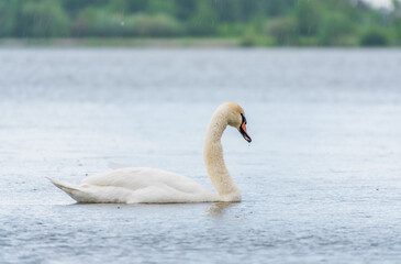 Graceful white Swan swimming in the lake, swans in the wild. Portrait of a white swan swimming on a lake.