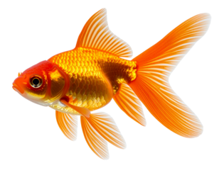 Goldfish Swimming with Motion Trail, PNG Transparent