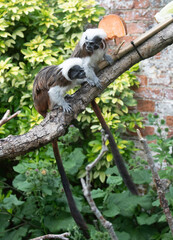A Cotton-Headed Tamarin Monkey on a branch next to a chunk of sweet potato food