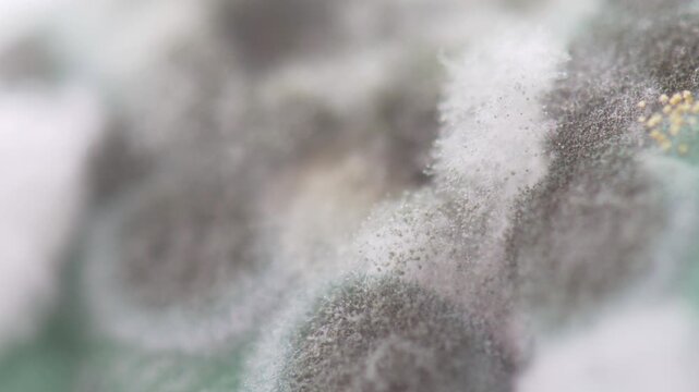 Macro footage of mold (mould) on food