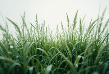 Fototapeta premium Ethereal Grass Forced Perspective Vetiver Grass on a White Background, Featuring Soft Focus and a Dreamy, Surreal Aesthetic