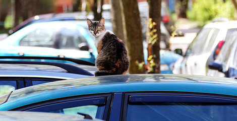 Cat relaxes on the roof of a parked car in a sunny urban setting among various vehicles