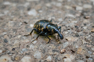 Close-up of a yellow-spotted weevil (Lixus iridis) walking across a gravel path, showing its long...