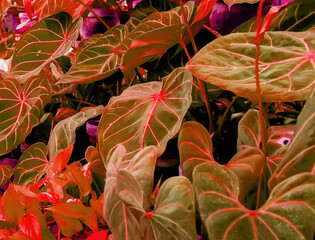 Vibrant foliage showcases lush greenery and colorful leaves in a botanical garden setting during...