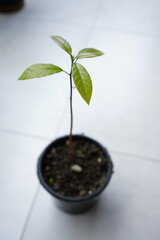 Step-by-step stages of avocado growth from pit to small tree, close-up