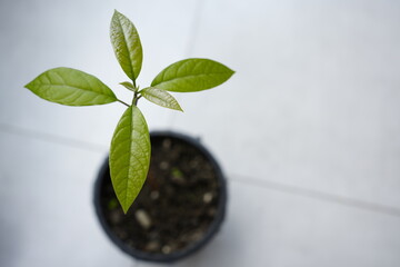 Close-up of avocado seedling with roots and first leaves