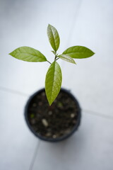 Young avocado sprout in pot with green leaves on window sill, close-up