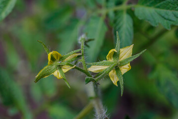 Color Tomatoes in the garden