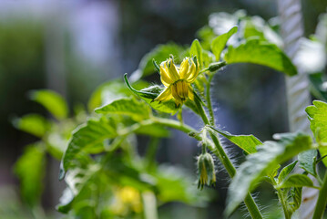 Color Tomatoes in the garden