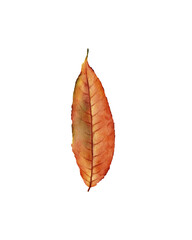 Watercolor illustration of a fall leaf in vibrant shades of red, orange and muted green. Great for seasonal designs, Thanksgiving cards, fall wedding invitations, nature prints, scrapbooking, stickers