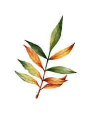 Watercolor illustration of delicate autumn branch with long thin leaves in shades of green, yellow and orange. for seasonal designs, DIY projects, invitations, wall art, scrapbooking and Thanksgiving 