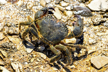 HRV, Kroatien, Brac, Insel in Dalmatien, Milna