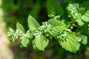 close up of green leaves
