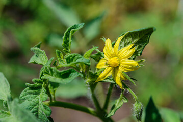 Color Tomatoes in the garden