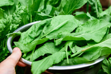 Bowl of fresh green sorrel in a garden.