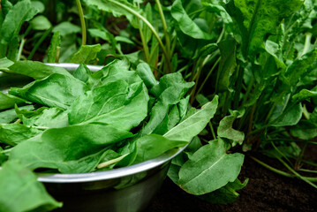 Bowl of fresh green sorrel in a garden.