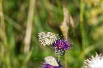 Marbled White (Melanargia galathea) butterfly sitting on a pink scabiosa in Zurich, Switzerland
