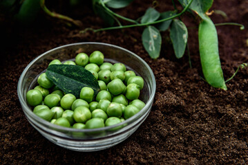 Green peas harvest in a glass bowl in the garden.