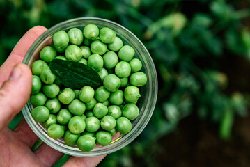 Green peas harvest in a glass bowl in the garden.
