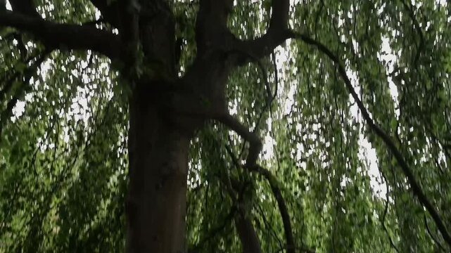 baum krone wald natur
