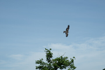 vogel himmel flug adler