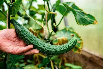 Green plant with ripe cucumbers in summer garden.