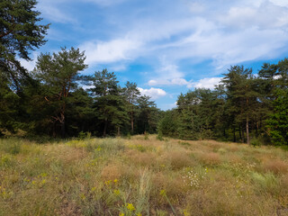 Obraz premium Landscape pine forest and beautiful sky. Field and forest. Clouds in the sky against the background of a pine forest. Natural landscape.