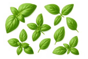 Realistic basil leaves falling against a transparent background, perfect for food and beverage projects