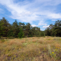 Landscape pine forest and beautiful sky. Field and forest. Clouds in the sky against the background of a pine forest. Natural landscape.